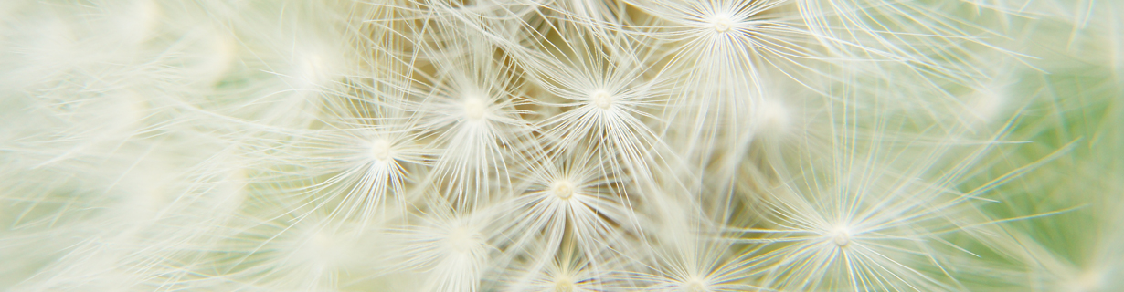 Diagnoseverfahren Naturheilpraxis Best-Vomberg